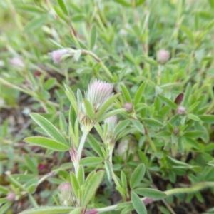 Trifolium arvense var. arvense at Yass River, NSW - 9 Oct 2020