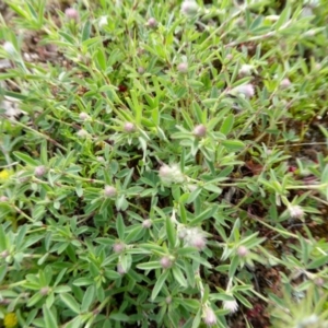 Trifolium arvense var. arvense at Yass River, NSW - 9 Oct 2020