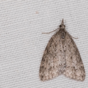 Microdes villosata at Paddys River, ACT - 9 May 2018 08:49 PM