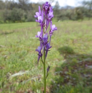 Linaria pelisseriana at Yass River, NSW - 9 Oct 2020