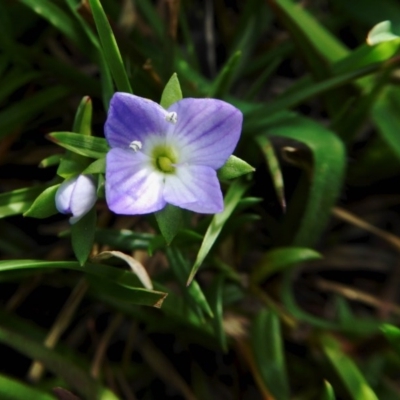 Veronica gracilis (Slender Speedwell) at Rugosa - 9 Oct 2020 by SenexRugosus