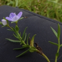 Veronica gracilis at Yass River, NSW - 9 Oct 2020