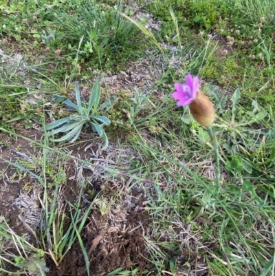 Petrorhagia nanteuilii (Proliferous Pink, Childling Pink) at Deakin, ACT - 9 Oct 2020 by KL