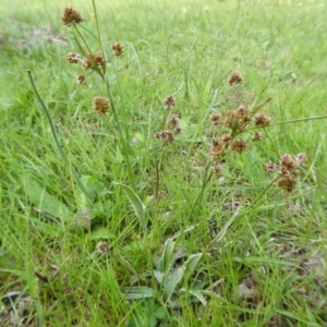 Luzula flaccida at Yass River, NSW - 9 Oct 2020