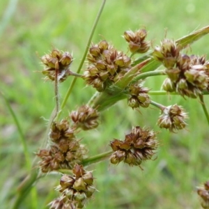 Luzula flaccida at Yass River, NSW - 9 Oct 2020