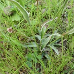 Luzula flaccida at Yass River, NSW - 9 Oct 2020