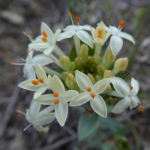 Pimelea linifolia subsp. caesia at Yass River, NSW - 9 Oct 2020