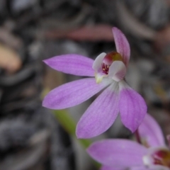 Caladenia carnea (Pink Fingers) at Rugosa - 9 Oct 2020 by SenexRugosus