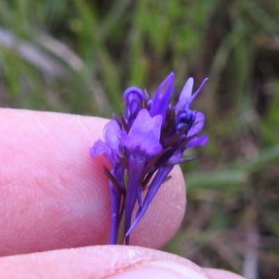 Linaria pelisseriana (Pelisser's Toadflax) at Bruce, ACT - 9 Oct 2020 by HelenCross