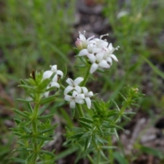 Asperula conferta (Common Woodruff) at Yass River, NSW - 9 Oct 2020 by SenexRugosus