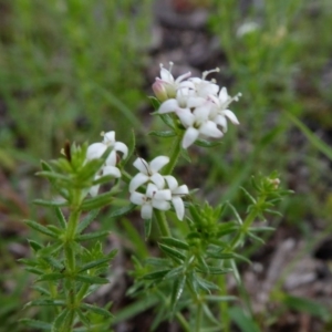 Asperula conferta at Yass River, NSW - 9 Oct 2020