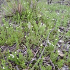 Asperula conferta at Yass River, NSW - 9 Oct 2020