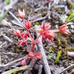 Crassula decumbens var. decumbens (A Stonecrop) at Yass River, NSW - 9 Oct 2020 by SenexRugosus