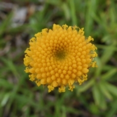 Leptorhynchos squamatus subsp. squamatus (Scaly Buttons) at Rugosa - 9 Oct 2020 by SenexRugosus