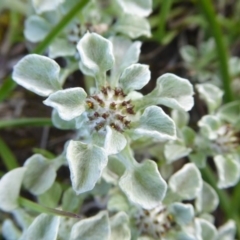 Stuartina muelleri (Spoon Cudweed) at Rugosa - 9 Oct 2020 by SenexRugosus