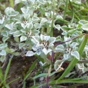 Stuartina muelleri at Yass River, NSW - 9 Oct 2020