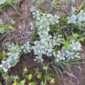 Stuartina muelleri at Yass River, NSW - 9 Oct 2020