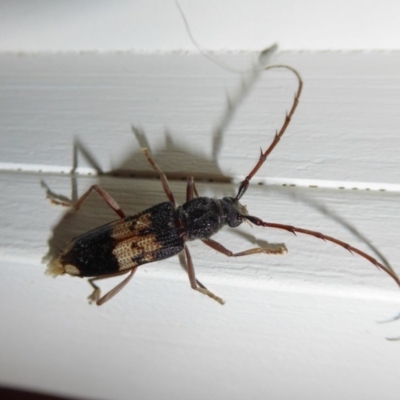 Phoracantha semipunctata (Common Eucalypt Longicorn) at Rugosa - 9 Oct 2020 by SenexRugosus