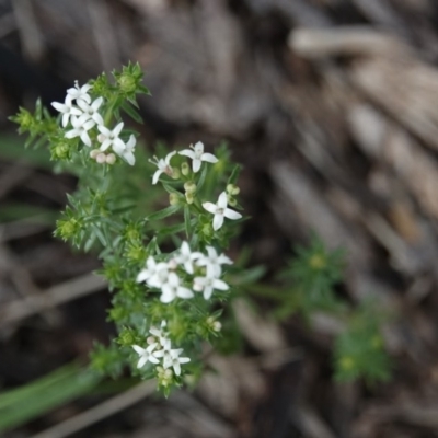 Asperula conferta (Common Woodruff) at Campbell, ACT - 9 Oct 2020 by MargD