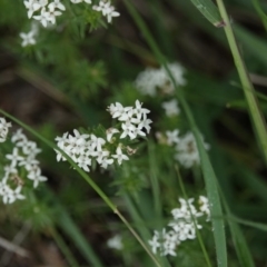 Asperula conferta at Campbell, ACT - 9 Oct 2020 12:23 PM