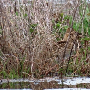 Gallinago hardwickii at Fyshwick, ACT - 9 Oct 2020 12:43 PM