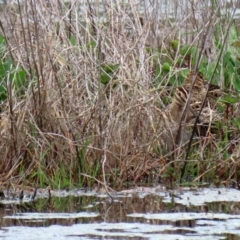 Gallinago hardwickii at Fyshwick, ACT - 9 Oct 2020 12:43 PM