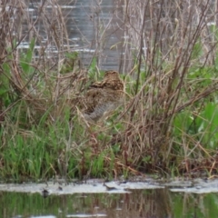 Gallinago hardwickii at Fyshwick, ACT - 9 Oct 2020 12:43 PM