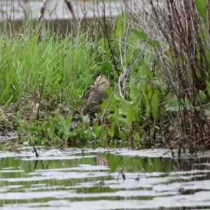 Gallinago hardwickii at Fyshwick, ACT - 9 Oct 2020 12:43 PM