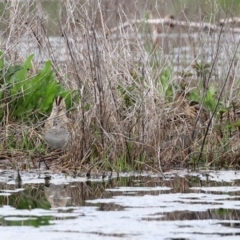 Gallinago hardwickii at Fyshwick, ACT - 9 Oct 2020 12:43 PM