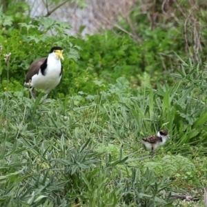 Vanellus miles at Fyshwick, ACT - 9 Oct 2020 12:24 PM