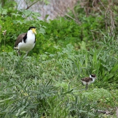 Vanellus miles (Masked Lapwing) at Fyshwick, ACT - 9 Oct 2020 by RodDeb