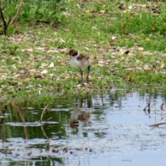 Vanellus miles at Fyshwick, ACT - 9 Oct 2020 12:24 PM