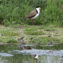 Vanellus miles at Fyshwick, ACT - 9 Oct 2020 12:24 PM