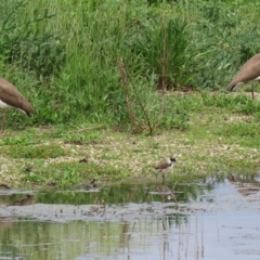 Vanellus miles at Fyshwick, ACT - 9 Oct 2020 12:24 PM