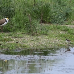 Vanellus miles at Fyshwick, ACT - 9 Oct 2020 12:24 PM