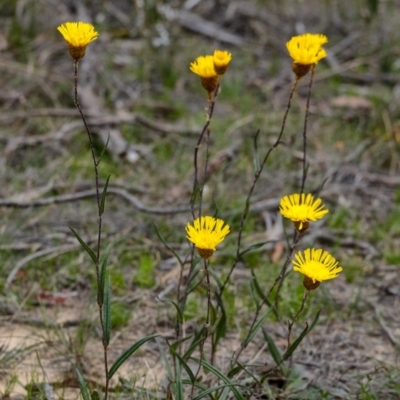 Podolepis jaceoides (Showy Copper-wire Daisy) at Penrose, NSW - 6 Oct 2020 by Aussiegall