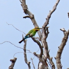 Merops ornatus at Fyshwick, ACT - 9 Oct 2020