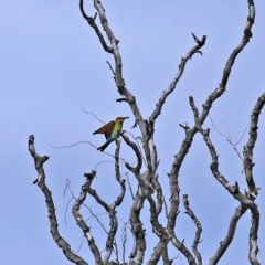 Merops ornatus at Fyshwick, ACT - 9 Oct 2020