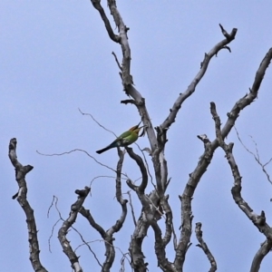 Merops ornatus at Fyshwick, ACT - 9 Oct 2020