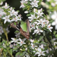 Graphium macleayanum (Macleay's Swallowtail) at Acton, ACT - 9 Oct 2020 by TimL