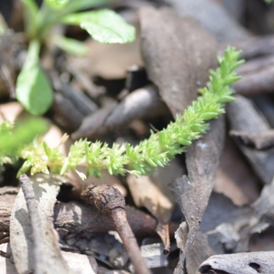 Crassula sieberiana (Austral Stonecrop) at Wamboin, NSW - 11 Sep 2020 by natureguy