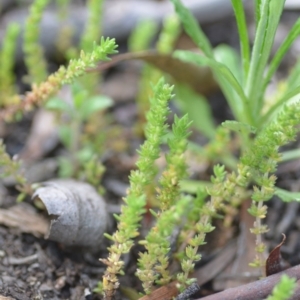 Crassula sieberiana at Wamboin, NSW - 11 Sep 2020