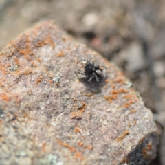 Salticidae (family) at Wamboin, NSW - 11 Sep 2020 by natureguy