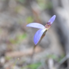 Cyanicula caerulea (Blue Fingers, Blue Fairies) at Wamboin, NSW - 11 Sep 2020 by natureguy