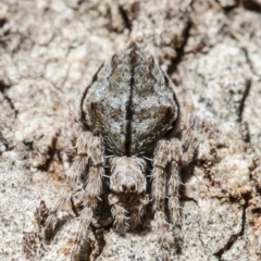 Socca pustulosa (Knobbled Orbweaver) at ANBG - 8 Oct 2020 by Roger