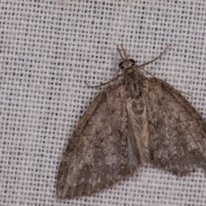 Microdes squamulata at Paddys River, ACT - 18 May 2018