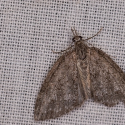 Microdes squamulata (Dark-grey Carpet) at Paddys River, ACT - 18 May 2018 by kasiaaus