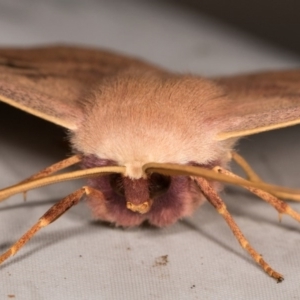 Monoctenia falernaria at Cotter River, ACT - 7 Feb 2019 08:59 PM