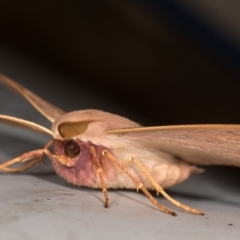 Monoctenia falernaria at Cotter River, ACT - 7 Feb 2019 08:59 PM