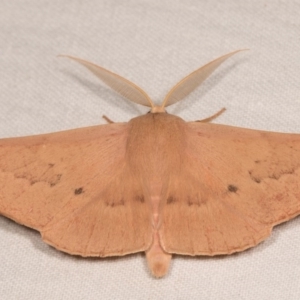 Monoctenia falernaria at Cotter River, ACT - 7 Feb 2019